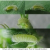 pleb idas larva1 volg